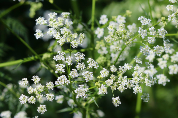 meadow-chervil-5113617_1920