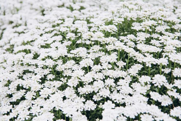 2400-white-daisy-background-texture-outdoor-1