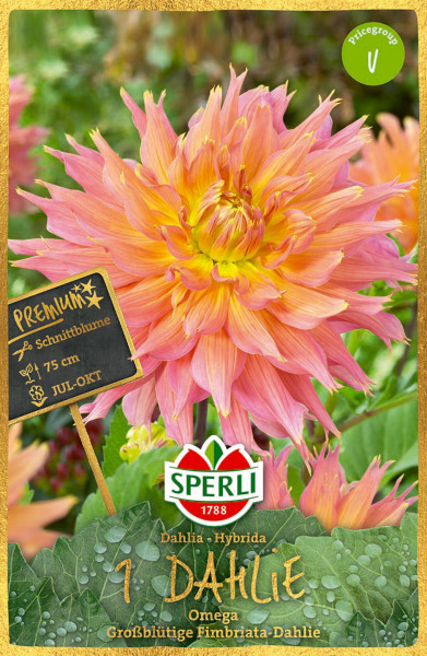 Produktbild von Sperli Dahlie Omega mit einer blühenden, orangefarbenen Dahlienblüte, Preisgruppenhinweis und Produktinformationen auf Deutsch.