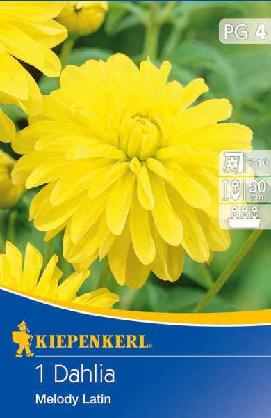 Produktbild von Kiepenkerl Grünlaubige Beetdahlie Melody Latin mit gelber Blüte auf der Vorderseite und Produktinformationen