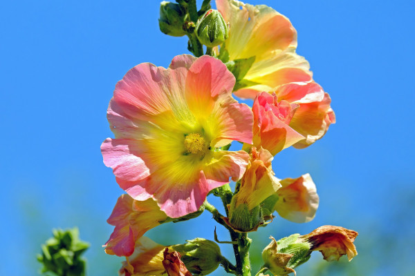 hollyhock-1525145_1920