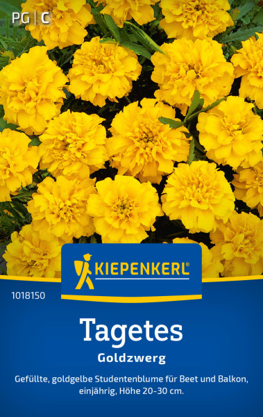 Kiepenkerl Tagetes Goldzwerg