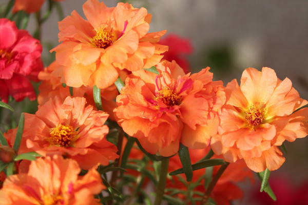 moss-rose-purslane-5587927_1920NyHnhs3YltFVf
