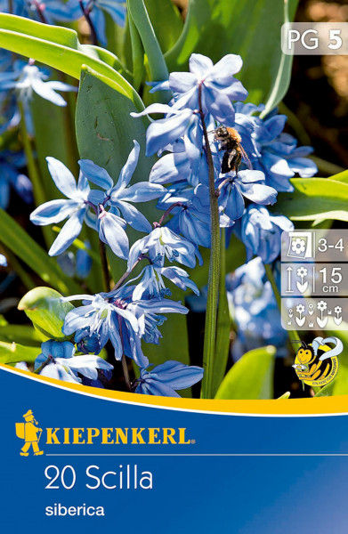 Produktbild von Kiepenkerl Siberisches Blausternchen mit blau blühenden Pflanzen darauf sowie Verpackungsdesign und Pflanzinformationen.