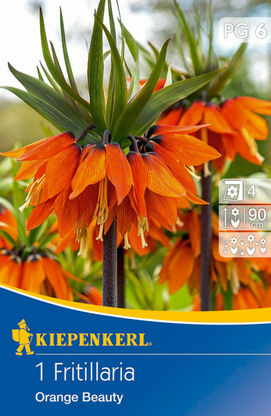 Kiepenkerl Kaiserkrone Orange Beauty