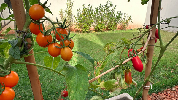 2400-home-made-cherry-tomato-at-garden