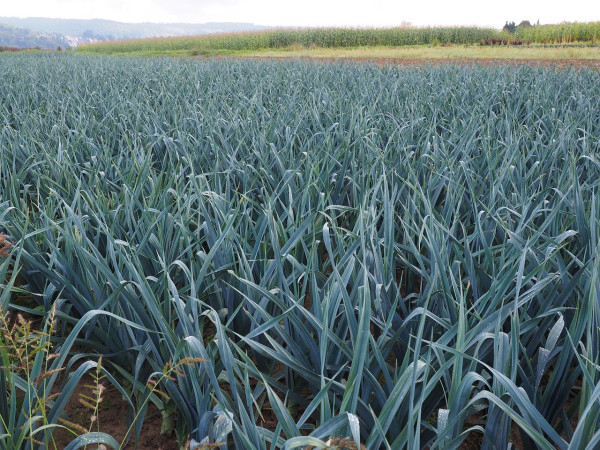 leek-field-694206_1280