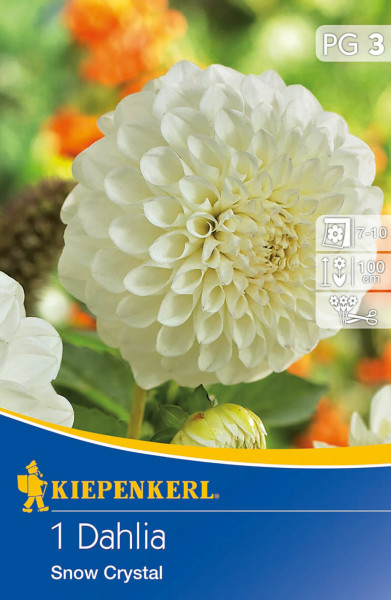 Produktbild von Kiepenkerl Ball-Dahlie Snow Crystal Packung mit Nahaufnahme der weißen Blüte und Produktinformationen