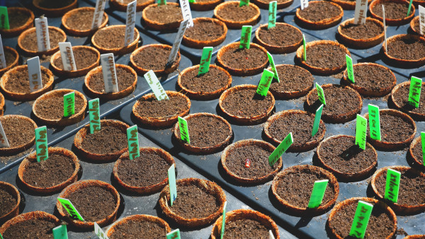 2400-many-various-seeds-cultivation-of-vegetables-with-little-planting-date-label-in-black-nursery-trays-inpotted-home-gardening-area