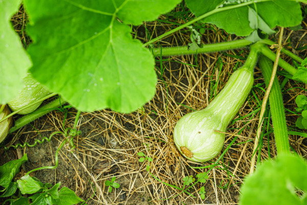 2400-young-plant-butternut-squash-on-an-organic-farm-1