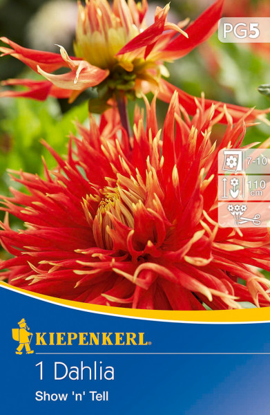 Produktbild von Kiepenkerl Riesenblütige Schmuckdahlie Show n Tell mit roter Blüte und Verpackungsdetails