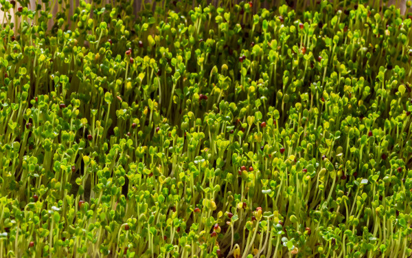 large-green-tiny-plants-beautiful-tiny-plants-bacground