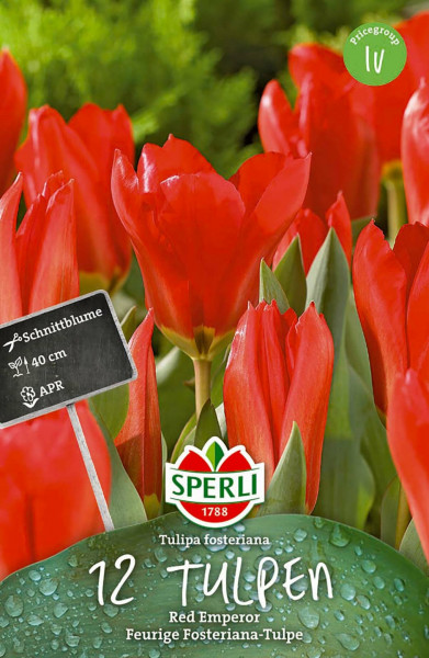 Produktbild von Sperli Fosteriana-Tulpe Red Emperor mit dem Foto roter Tulpen und Verpackungsdetails im Vordergrund.