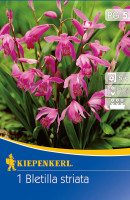 Kiepenkerl Chinesische Erdorchidee Bletilla striata