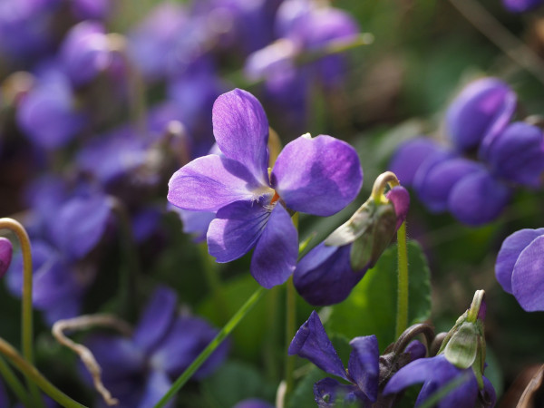fragrant-violets-1077159_1920