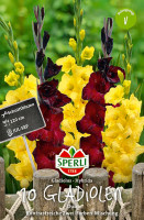 Sperli Gladiole Duo Back Surprise Limoncello