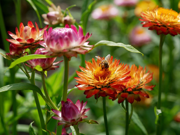 flowers-6506998_19200jmkLExMurU8y