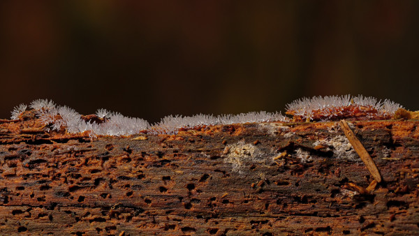 slime-mold-6366263_1920