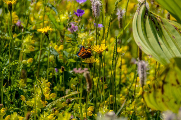 meadow-usury-flowers-2643345_1920