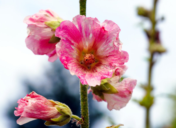 hollyhocks-6476170_1920