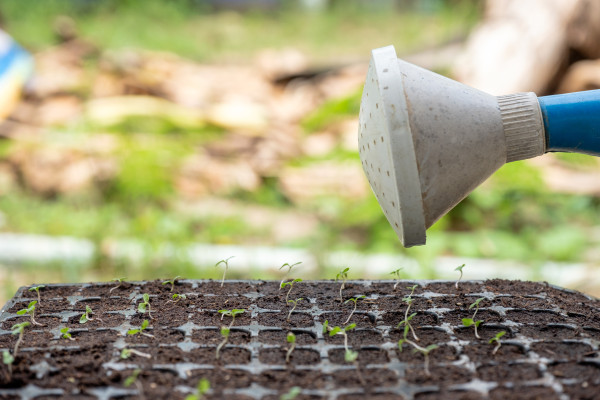 2400-watering-can-pouring-water-on-sapling-in-tray