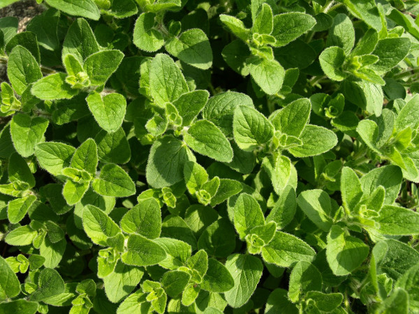 oregano-321746_1280-1