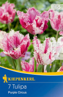 Kiepenkerl Gefranste Tulpe Purple Circus
