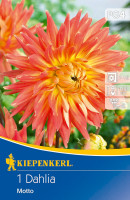 Kiepenkerl Großblütige Schmuckdahlie Motto