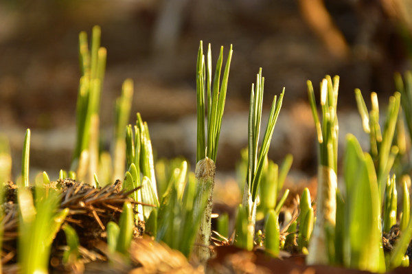 crocuses-4001781_1920