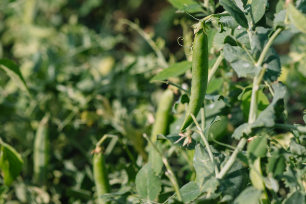 medium-peas-growing-on-the-farm