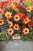 Sperli Dahlie Star Wars