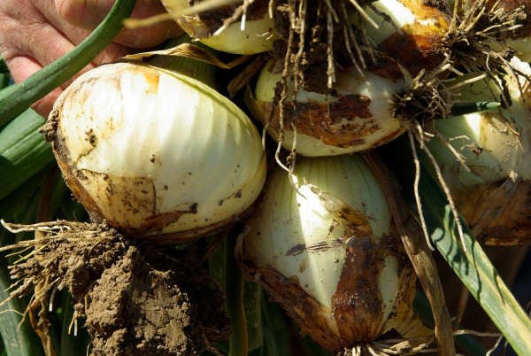 onions-710140_1920