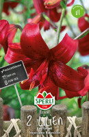 Sperli Lilie Red Velvet