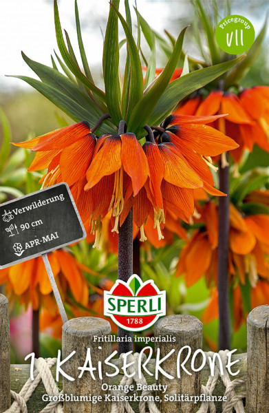 Produktbild von Sperli Kaiserkrone Orange Beauty mit orangen Blüten vor einem unscharfen grünen Hintergrund und Produktinformationen wie Preisgruppe und Pflanzzeit.