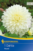 Kiepenkerl Großblütige Schmuckdahlie Fleur