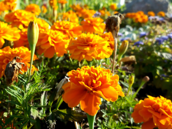 2400-marigolds-wonderful-flowers-in-a-flower-bed-garden-plants