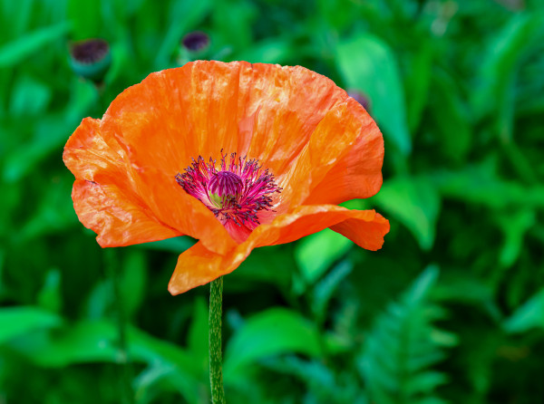 2400-pink-garden-poppy-with-red-stamens-in-the-botanical-garden-in-odessa-close-up-ukraine-1