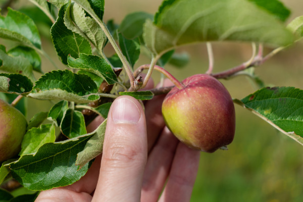 large-little-apples-growing-on-apple-tree-in-an-orchard-healthy-and-natural-food-pomum