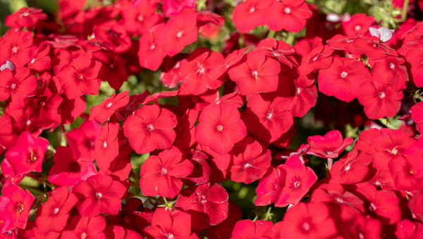 2400-floral-cover-of-vivid-red-phloxes-flowers-as-background-or-wallpapers-selective-focus