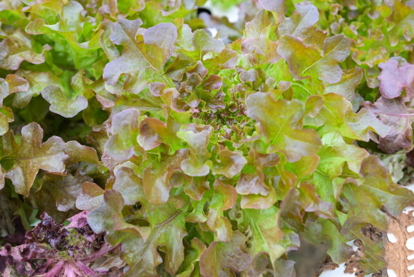 Eichblattsalat