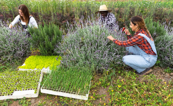 large-happy-multiracial-farmers-working-in-garden-picking-up-lavender-flower-farm-people-lifestyle-concept