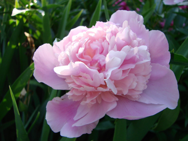 2400-close-up-of-flowers-pink-peonies-beautiful-peony-flower-for-catalog-or-online-store-floral-shop-concept-beautiful-fresh-cut-bouquet