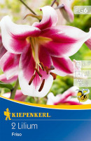 Kiepenkerl Lilien-Hybride Friso