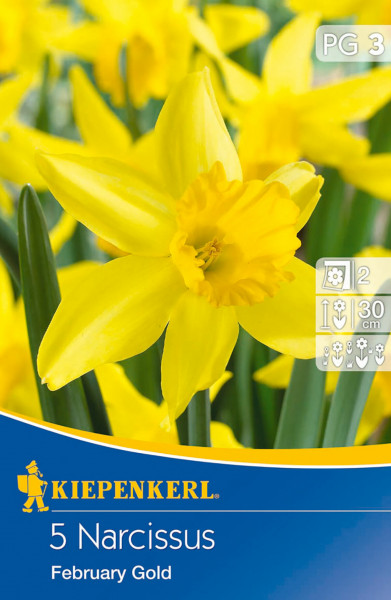 Produktbild von Kiepenkerl Narzisse February Gold mit gelben Blüten und Verpackungsdetails samt Pflanzinformationen.