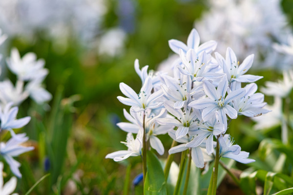 2400-common-star-hyacinth-are-early-bloomers-that-herald-spring-bloom-at-easter-time-5