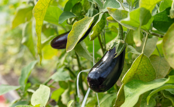 2400-dutch-organic-greenhouse-farm-with-rows-of-eggplants-plants-with-ripe-violet-vegetables-and-purple-flowers-agriculture-in-the-netherlands