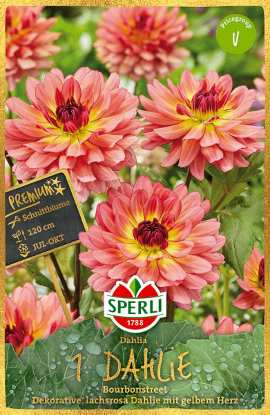 Produktbild von Sperli Dahlie Bourbonstreet mit Blüten in Lachsfarbe und gelbem Herzen sowie Produktinformationen und Logo auf Deutsch