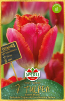 Sperli Premium Gefranste Tulpe Sunset Miami