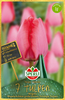 Sperli Premium Darwin-Hybrid-Tulpe Niigata
