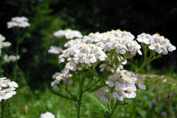 yarrow-389234_1920